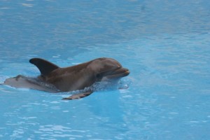 Delfin